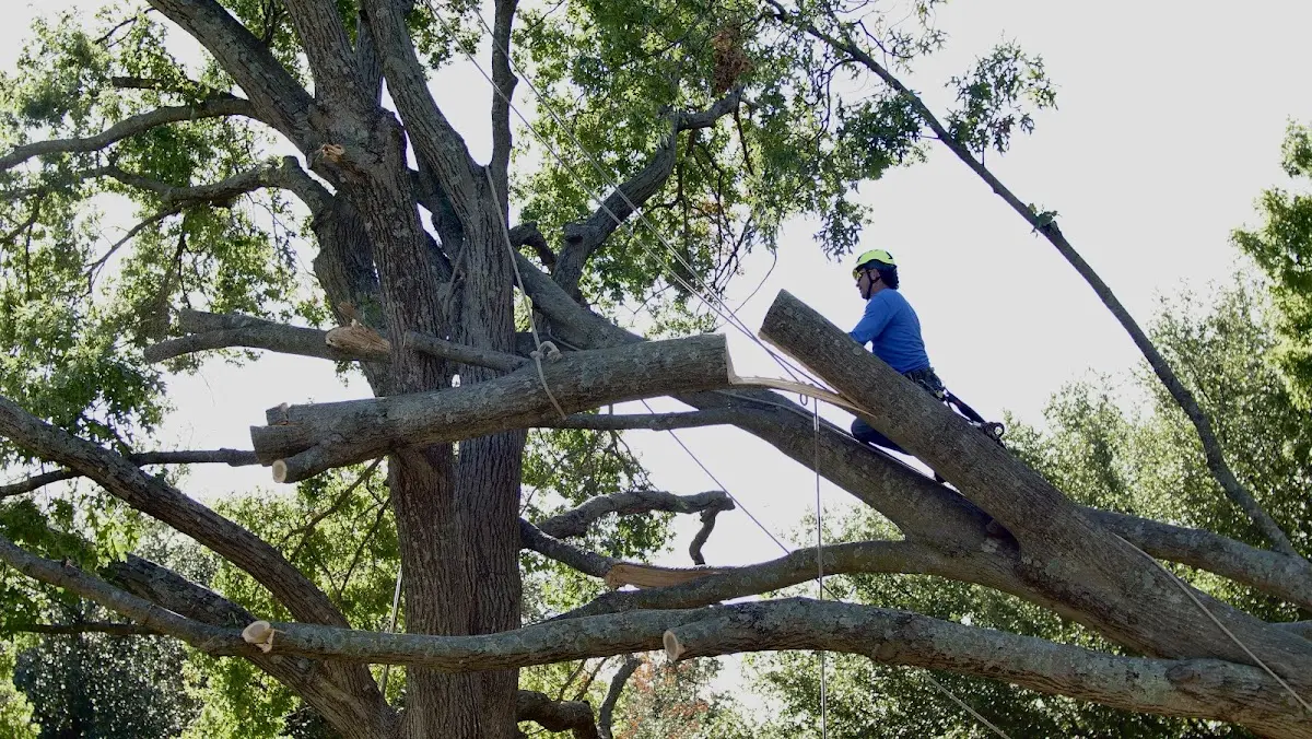 Professional Hazardous Tree Removal performed by certified arborists in Bivins